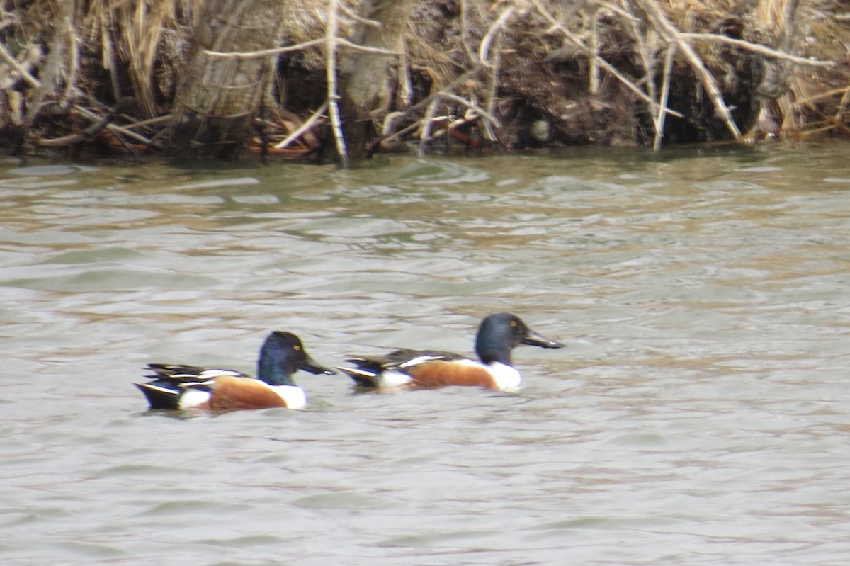 Халбага нугас - ML632649462