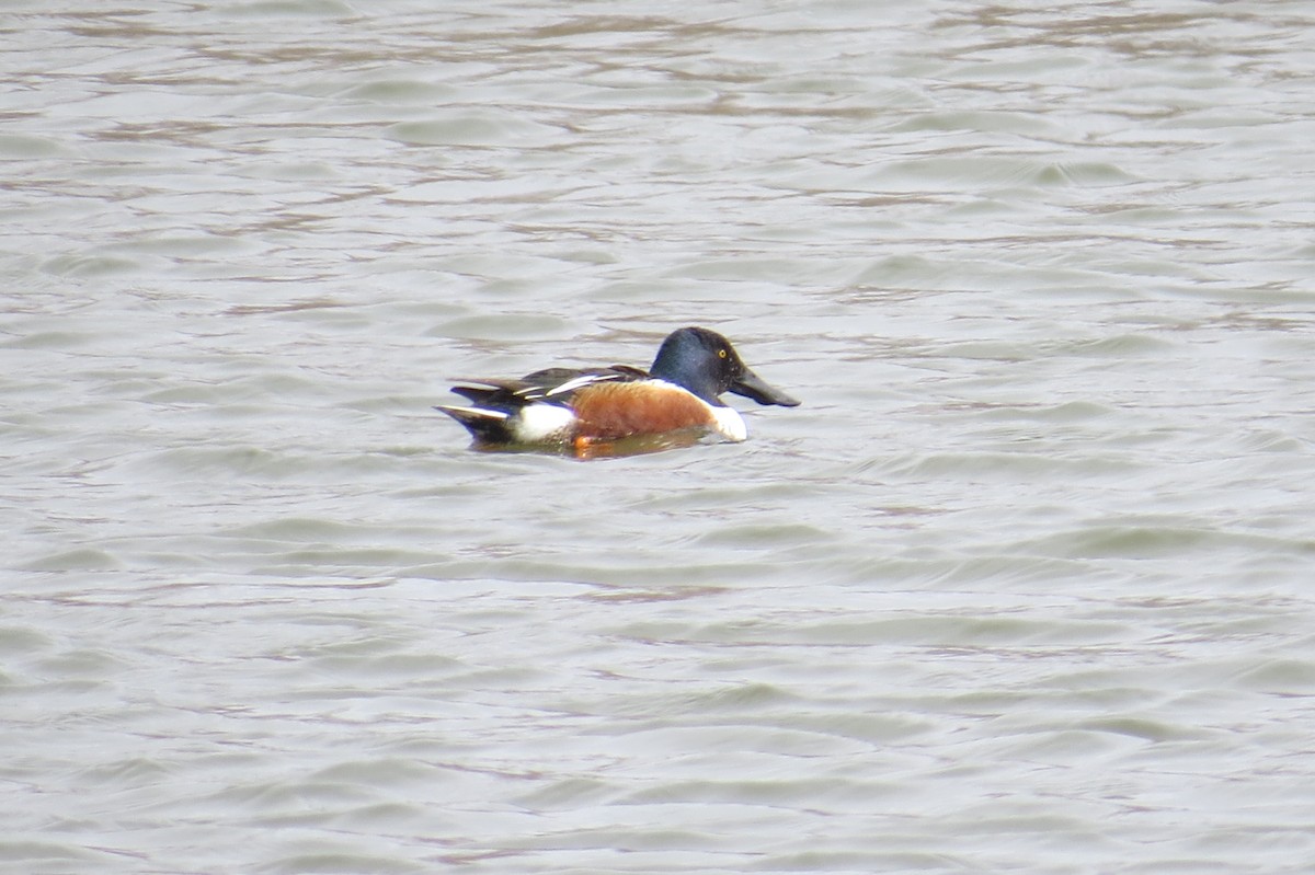 Халбага нугас - ML632649463