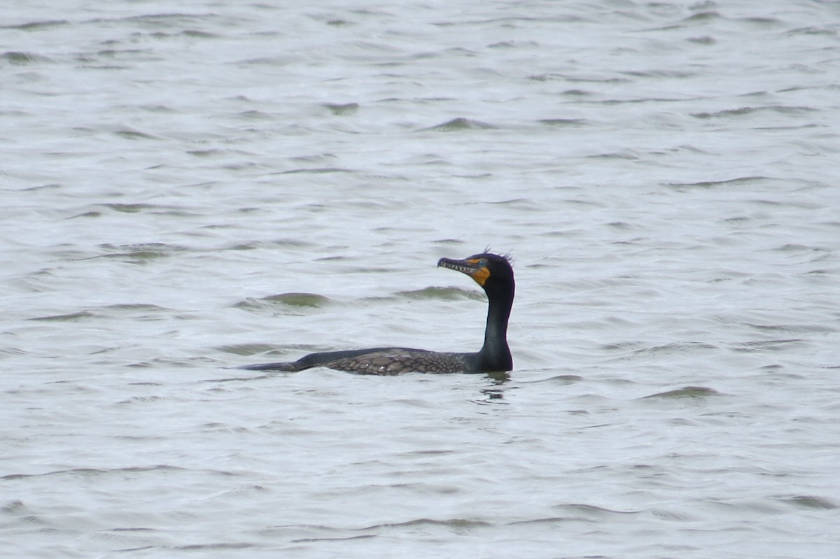 Double-crested Cormorant - ML632649472
