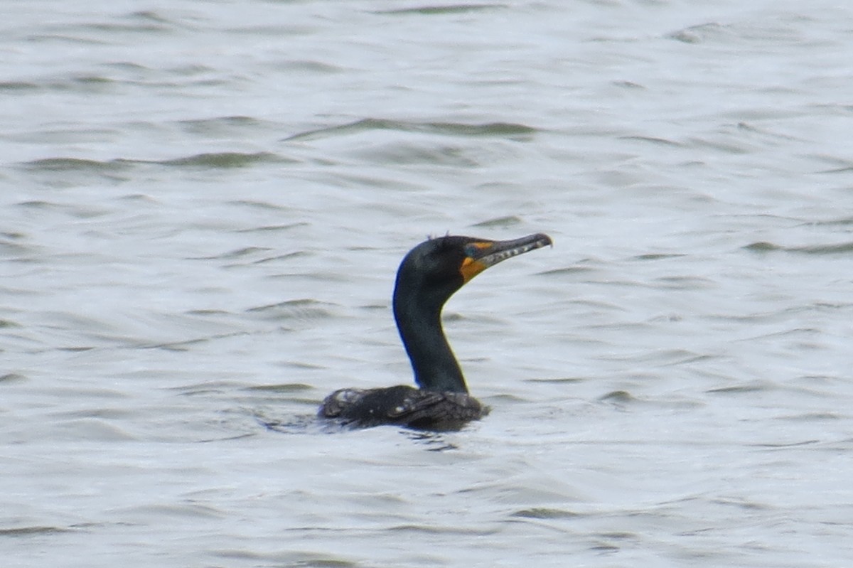 Double-crested Cormorant - ML632649473