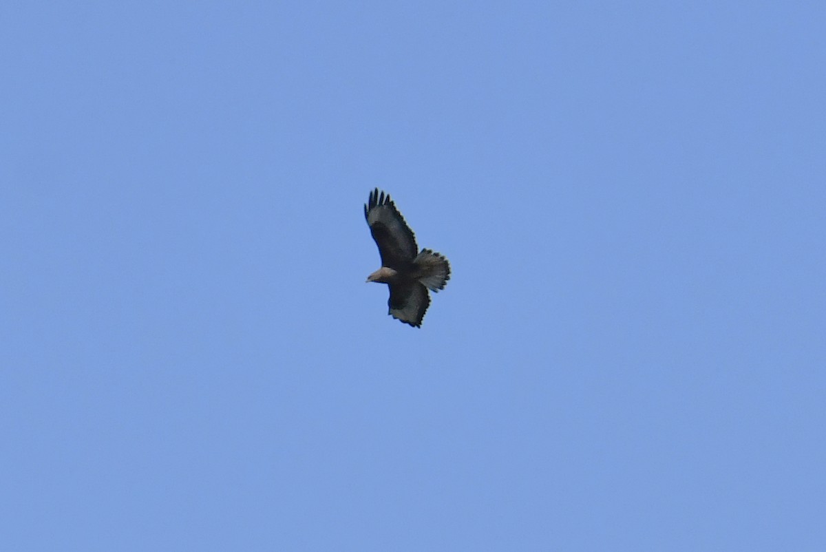 Şahin - ML632649525