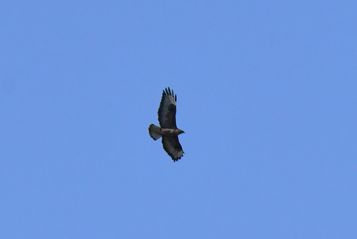 Şahin - ML632649526