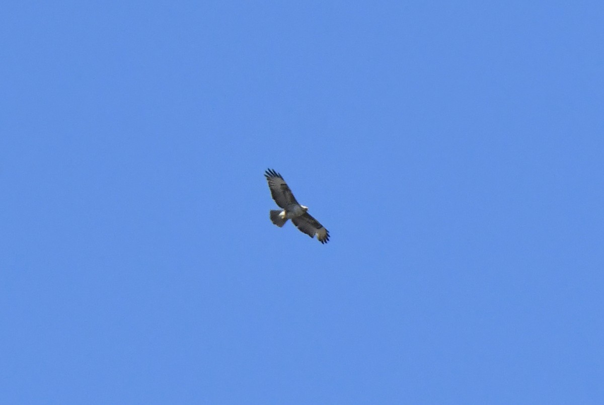 Şahin - ML632649528