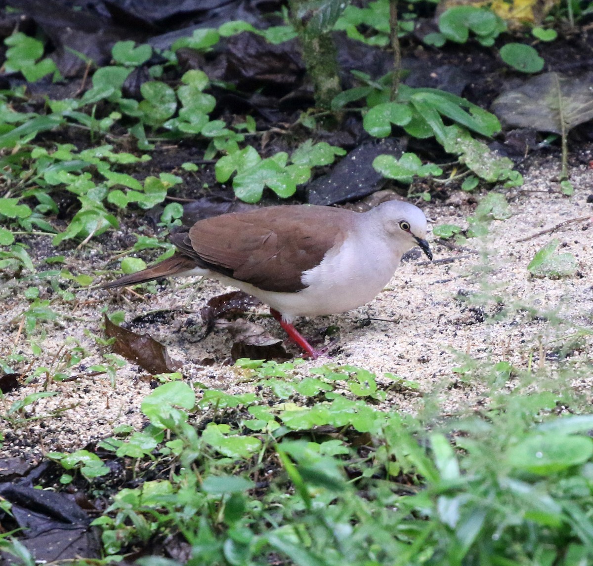 Pallid Dove - ML632649540