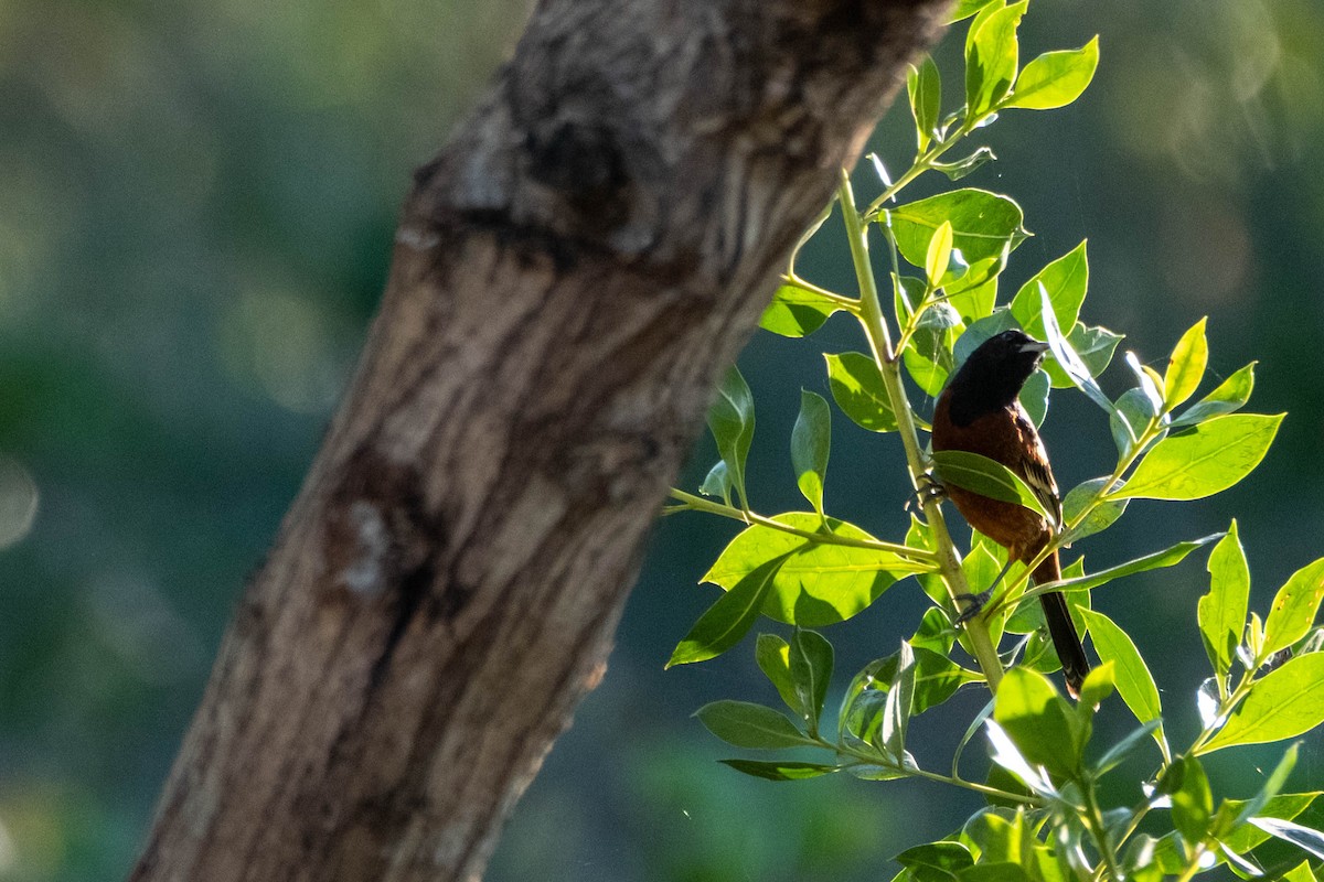 Orchard Oriole - ML632649591