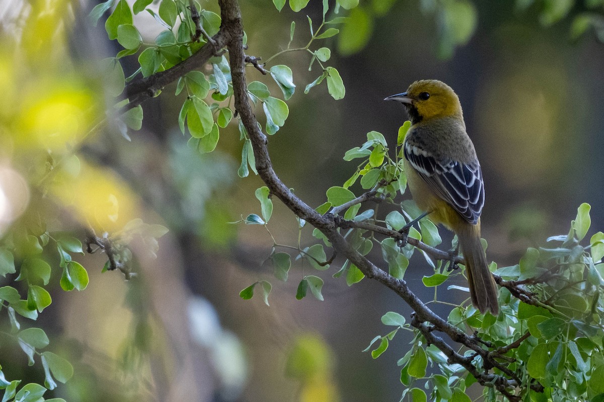 Orchard Oriole - ML632649593