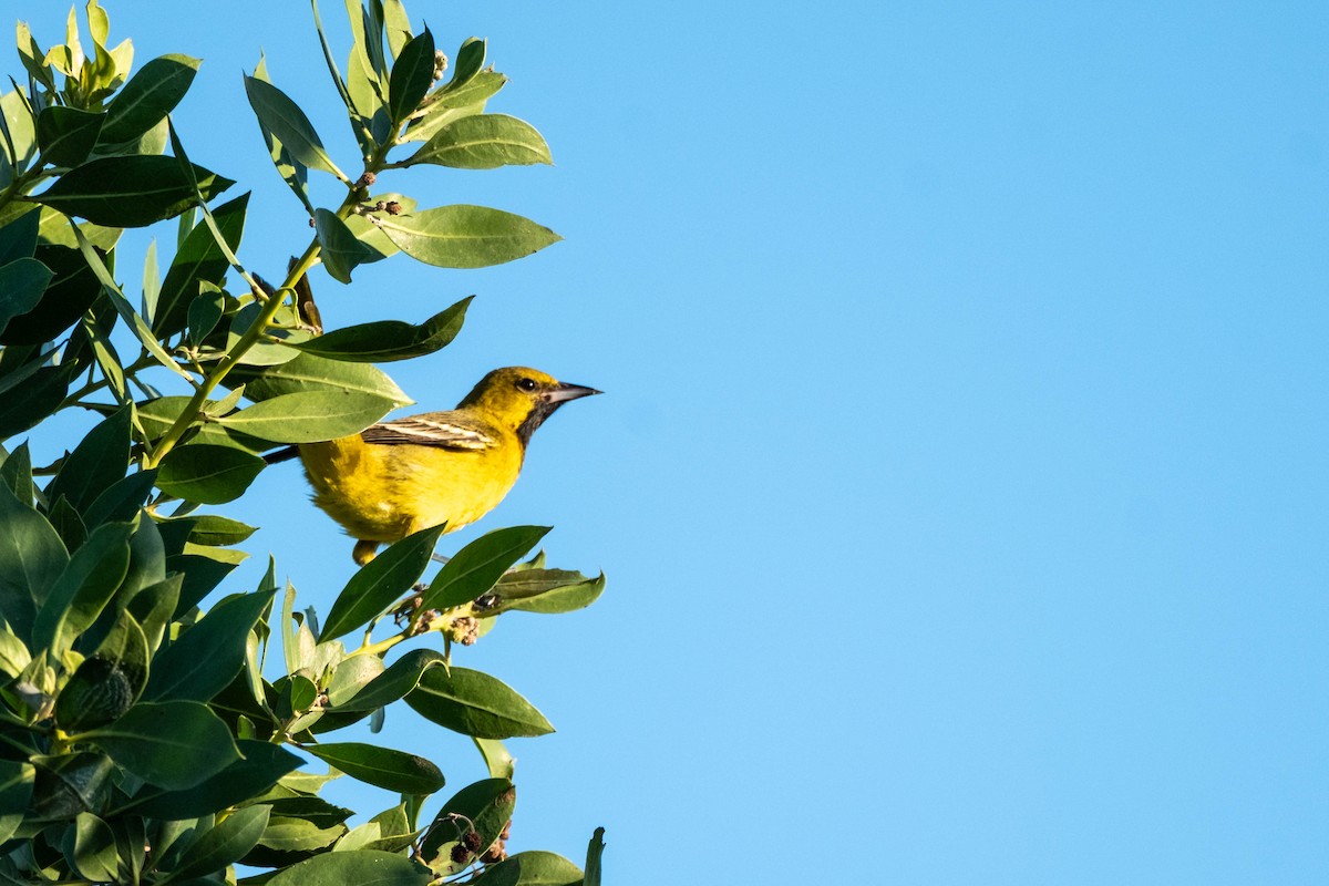 Orchard Oriole - ML632649597