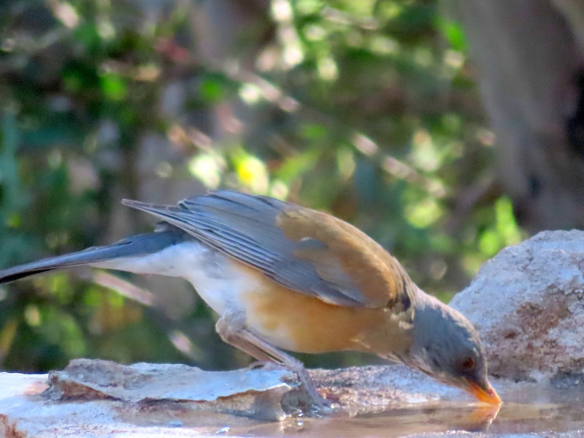 Rufous-backed Robin - ML632649640