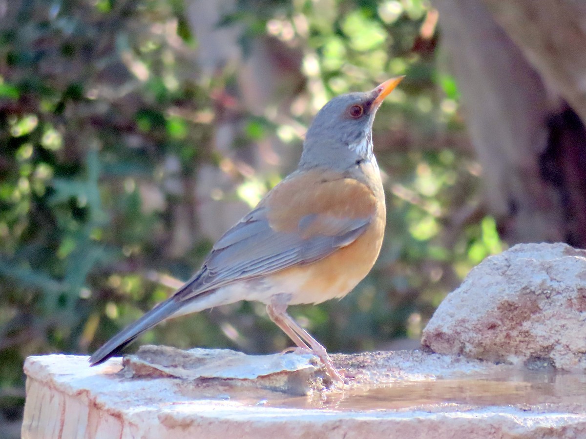 Rufous-backed Robin - ML632649641