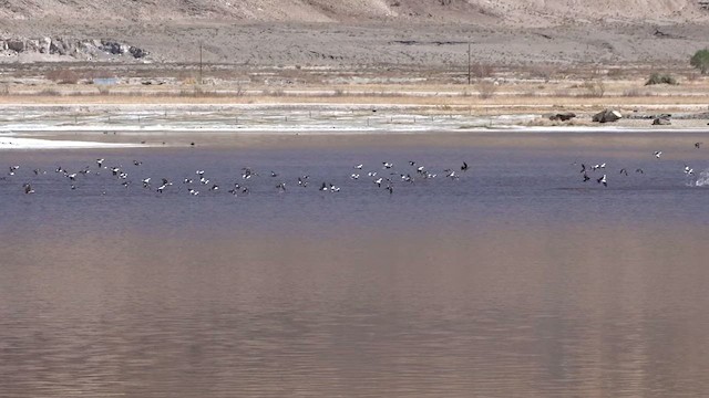 Bufflehead - ML632649695