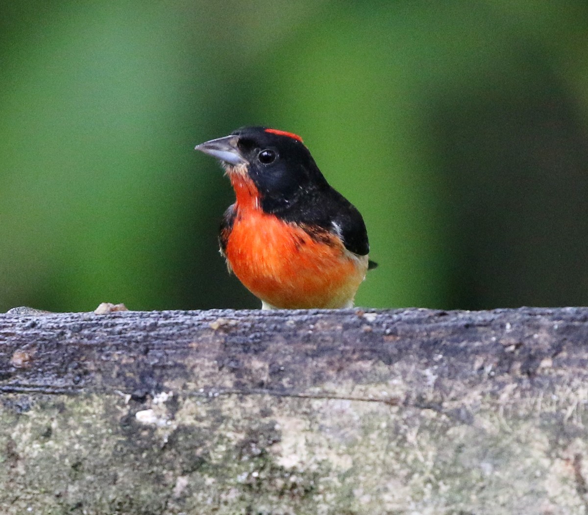 Crimson-breasted Finch - ML632649952