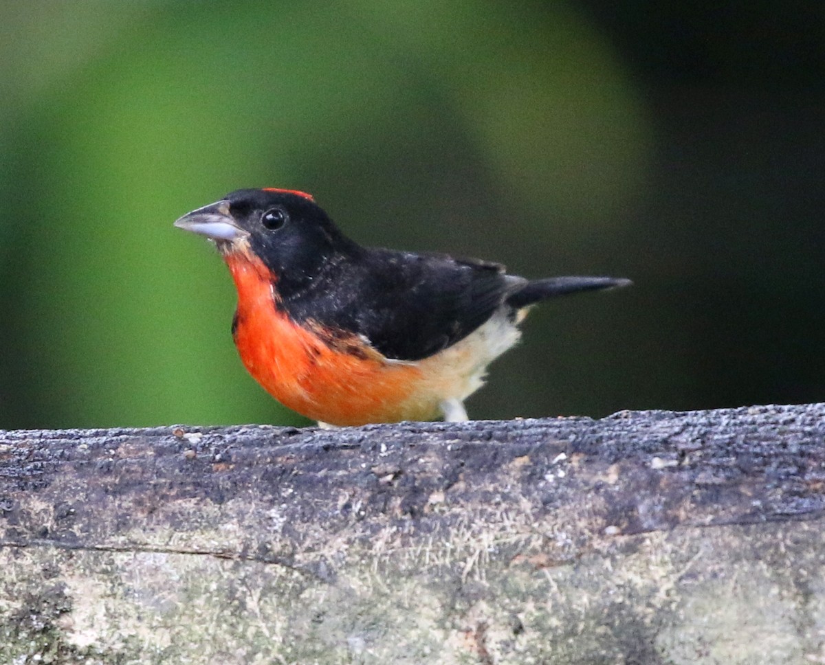 Crimson-breasted Finch - ML632649953