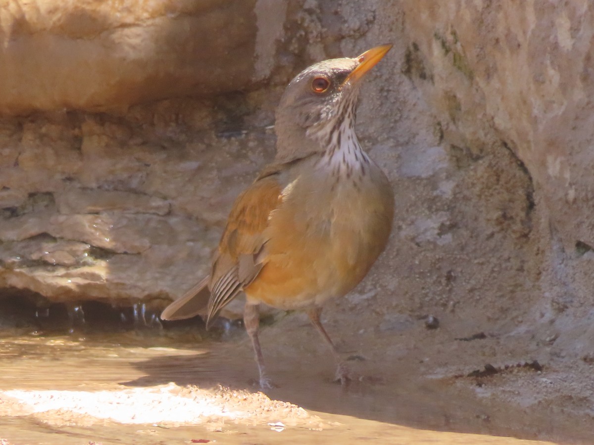 Rufous-backed Robin - ML632649996