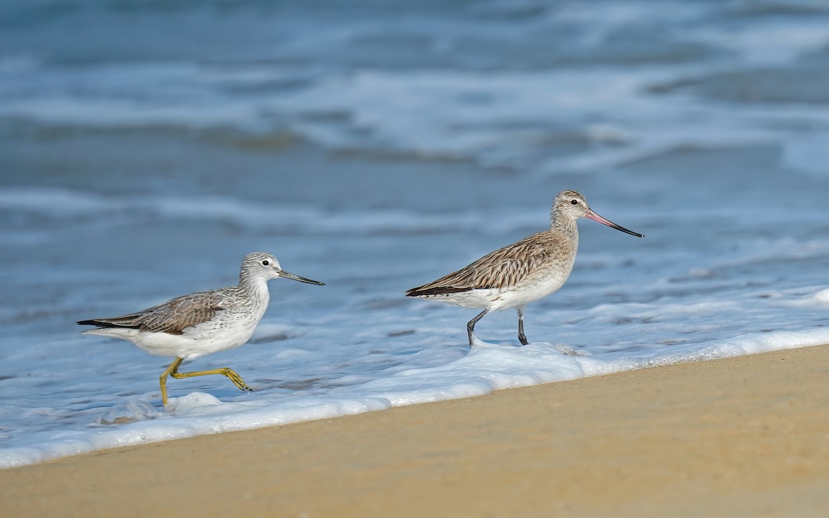 Bar-tailed Godwit - ML632650007