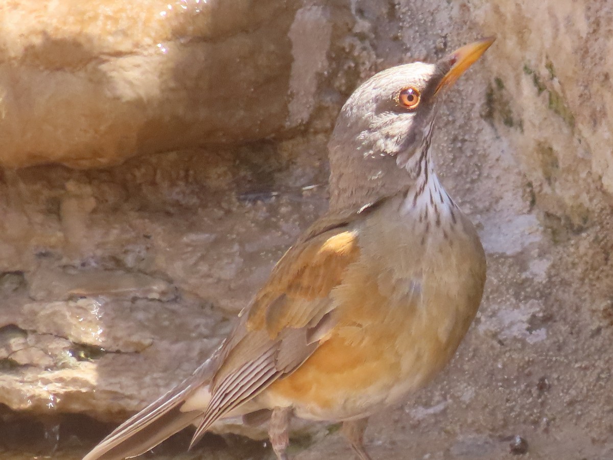 Rufous-backed Robin - ML632650018