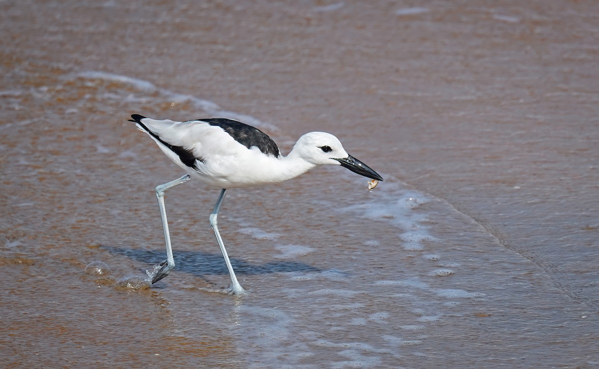 Crab-Plover - ML632650066