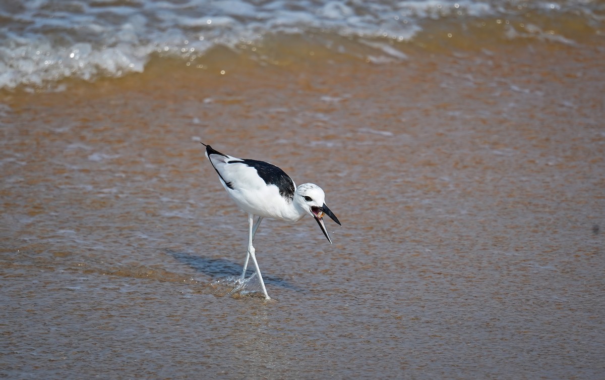 Crab-Plover - ML632650067