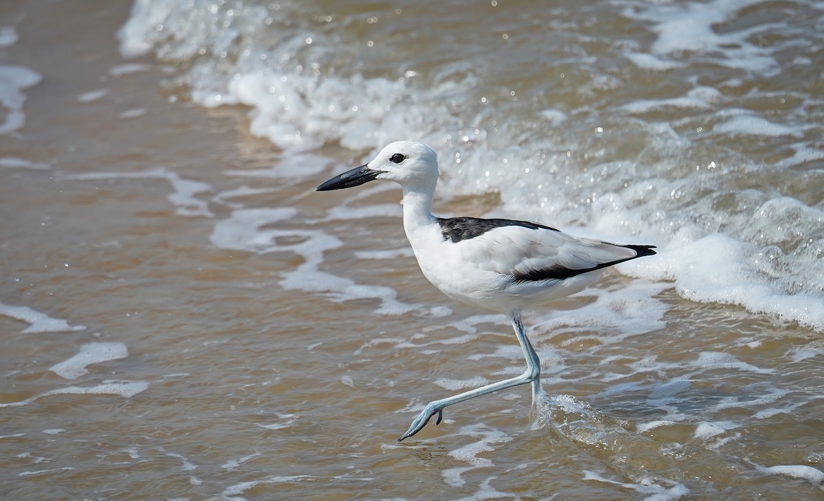 Crab-Plover - ML632650068