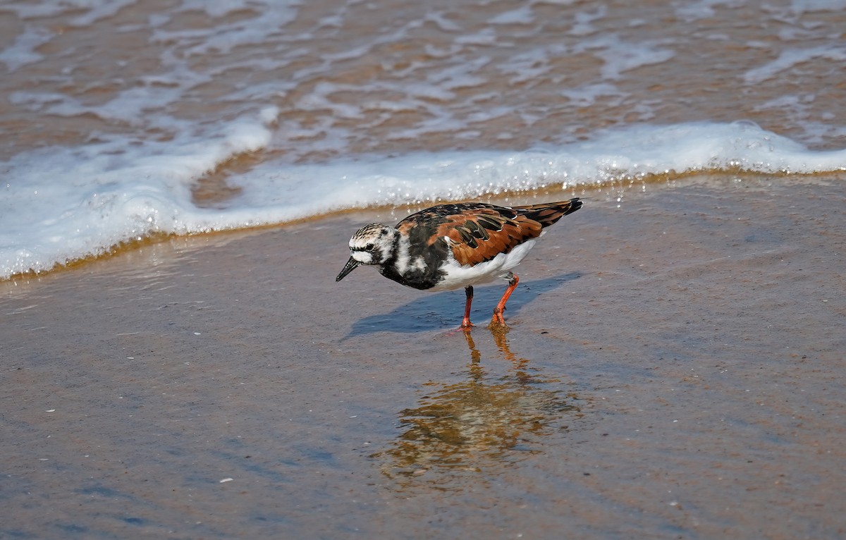 Ruddy Turnstone - ML632650081
