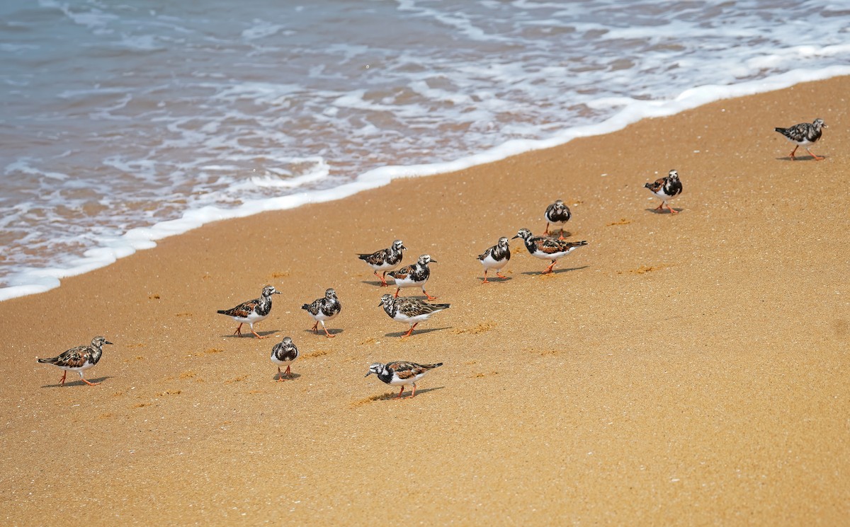 Ruddy Turnstone - ML632650082