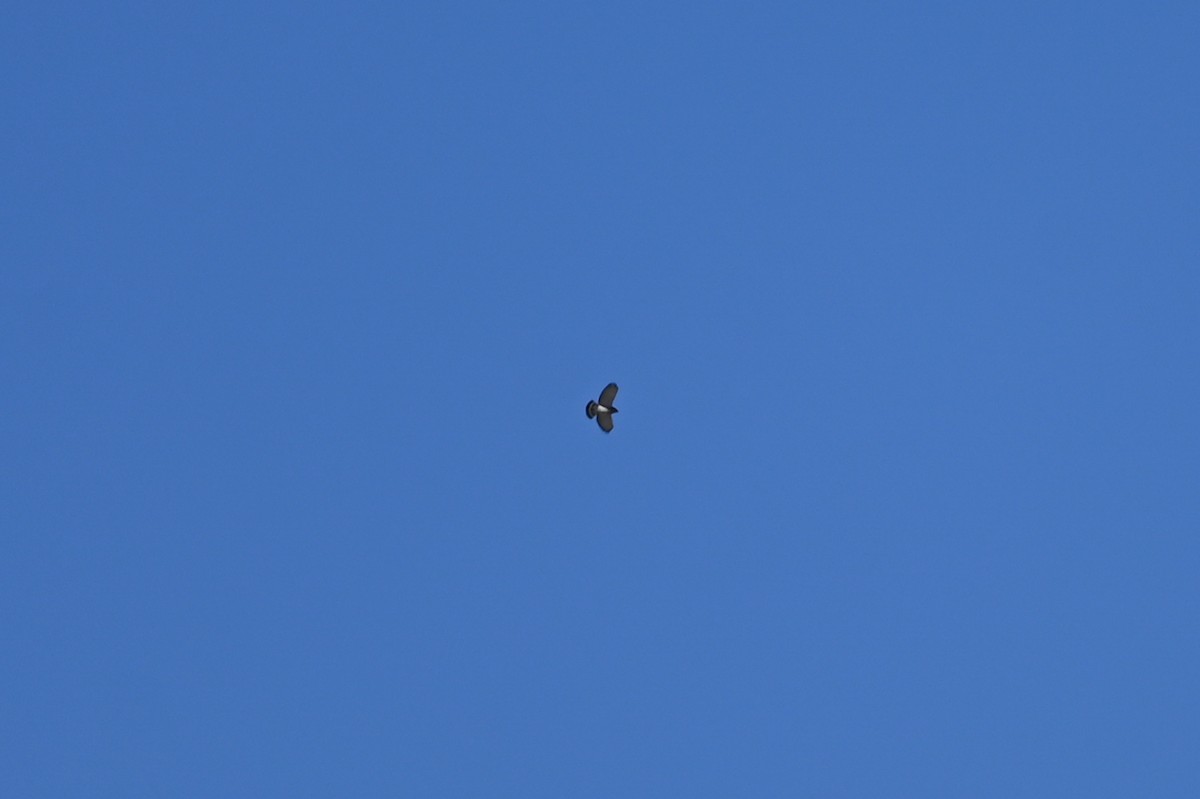 Broad-winged Hawk - ML632650086