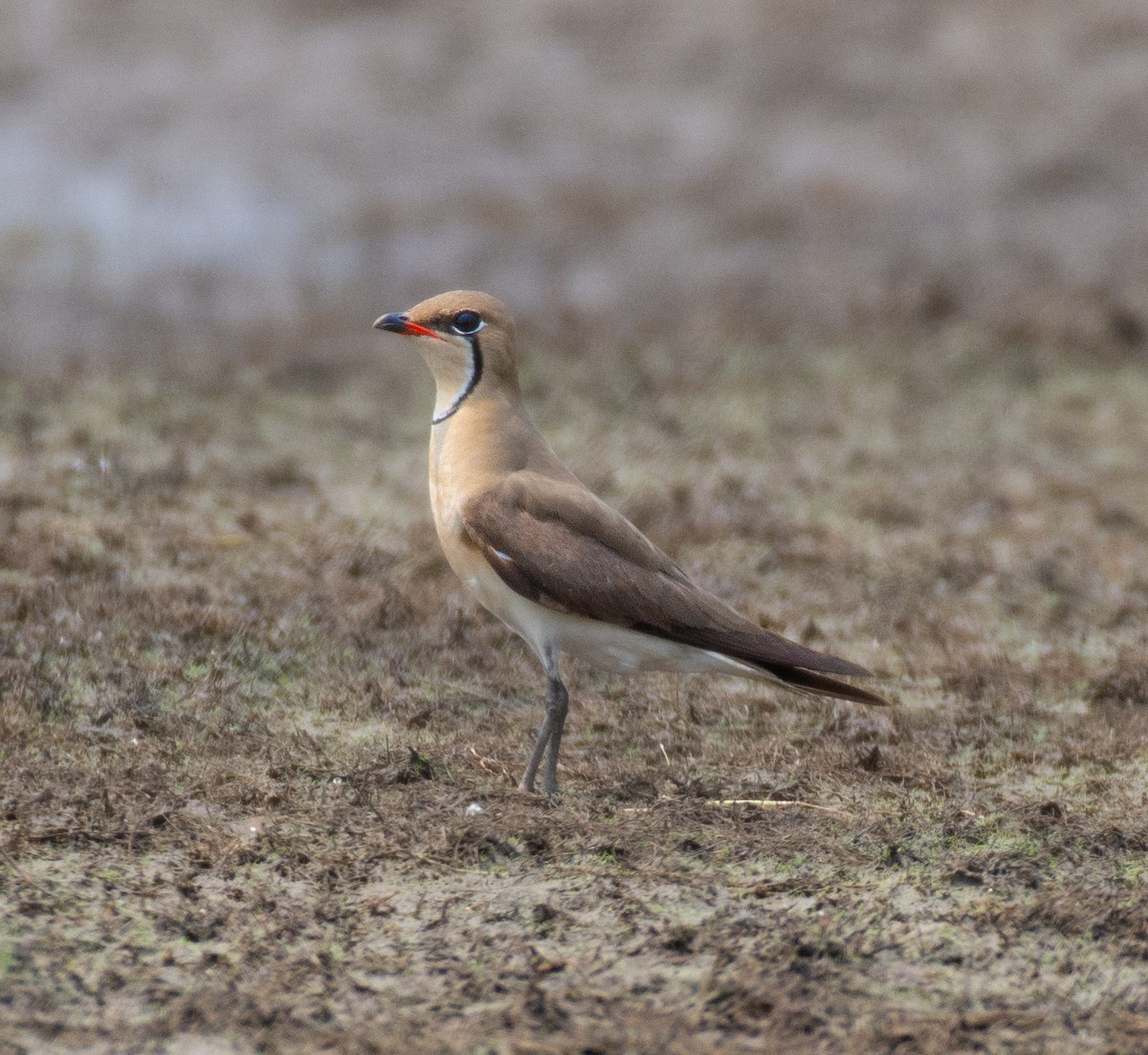 Oriental Pratincole - ML632650104