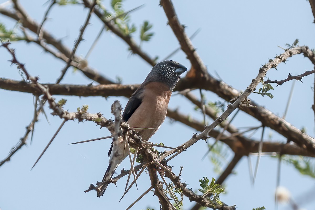 Gray-headed Silverbill - ML632650113