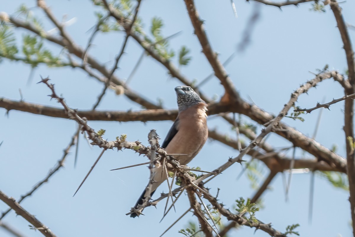 Gray-headed Silverbill - ML632650114