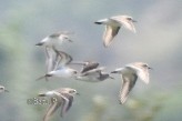 Correlimos de Temminck - ML632650149