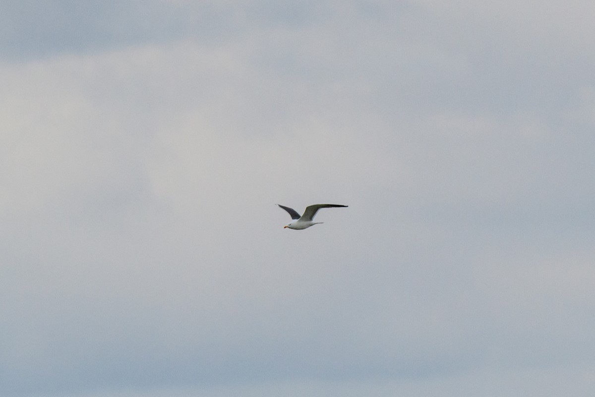 Lesser Black-backed Gull - ML632650290