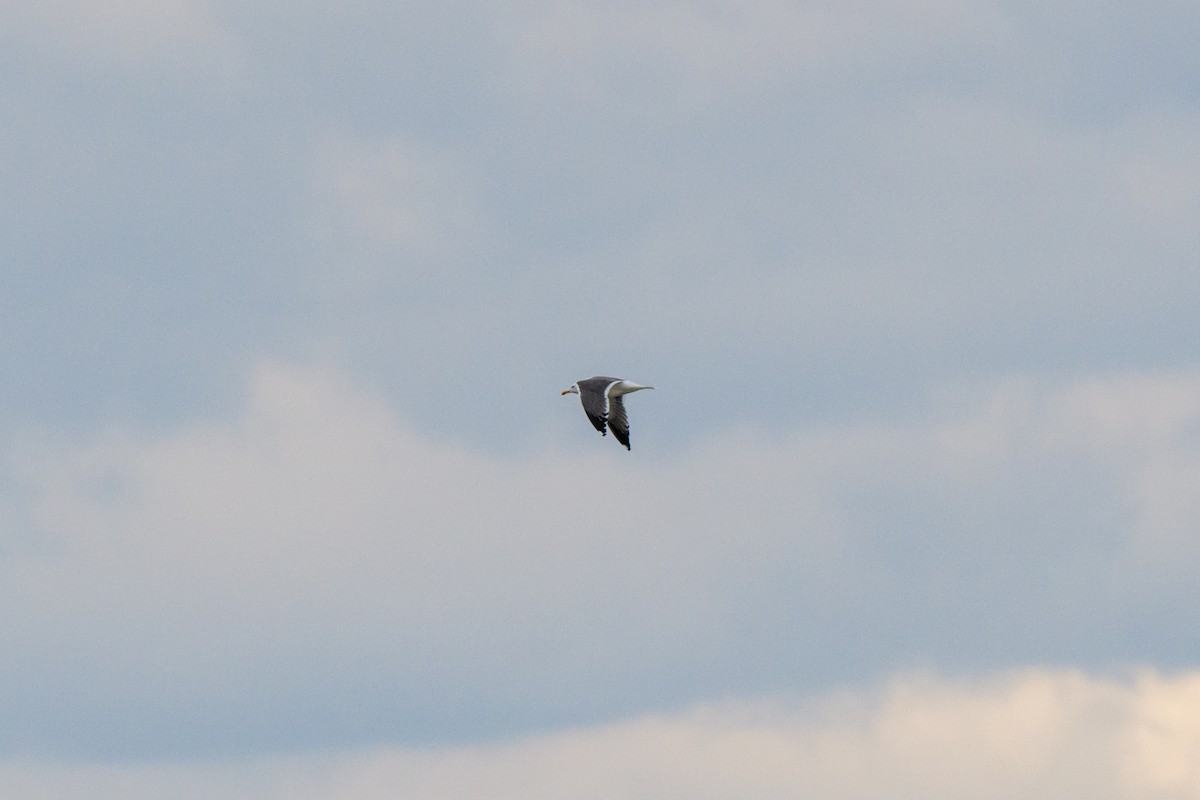 Lesser Black-backed Gull - ML632650291