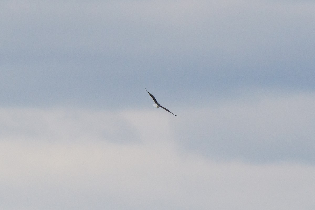 Lesser Black-backed Gull - ML632650293