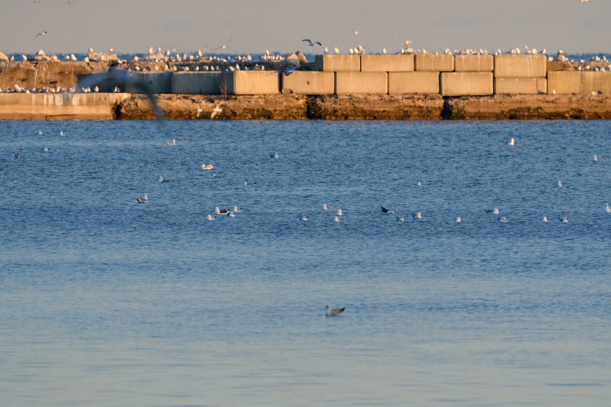 Lesser Black-backed Gull - ML632650322