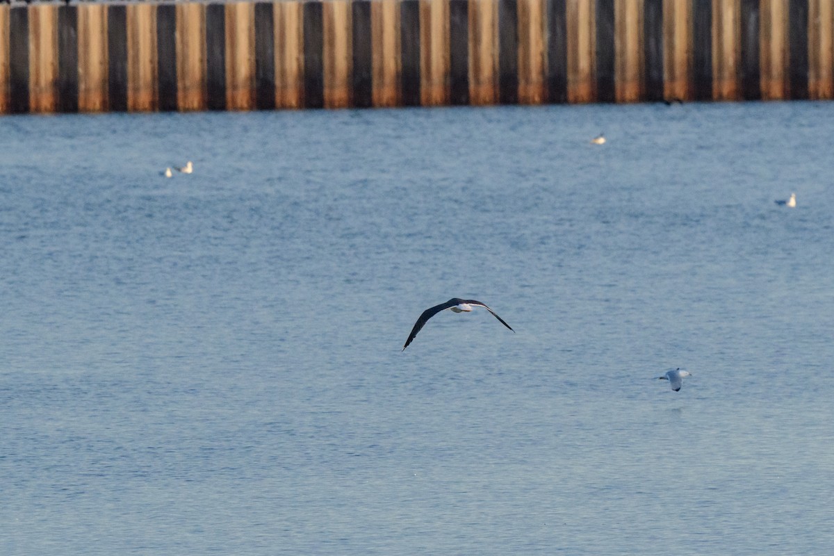 Lesser Black-backed Gull - ML632650329