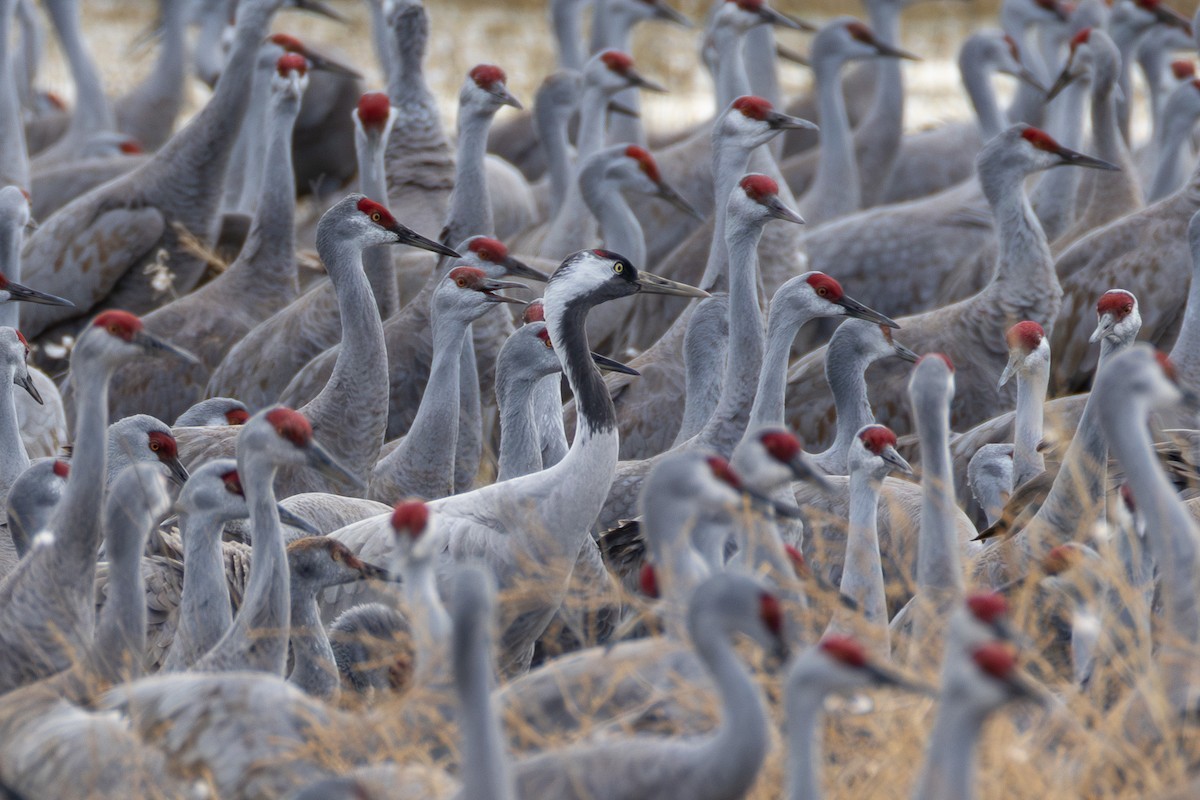 Common Crane