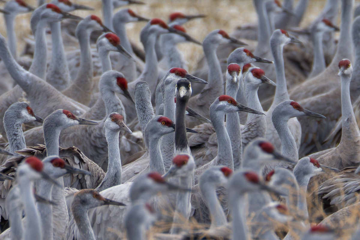 Common Crane