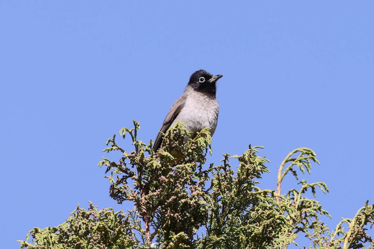 bulbul arabský - ML632650686