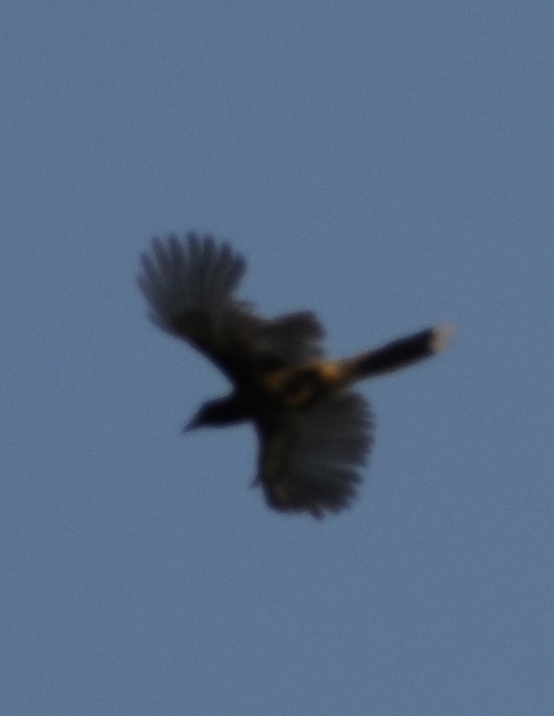 White-winged Magpie - ML632650688