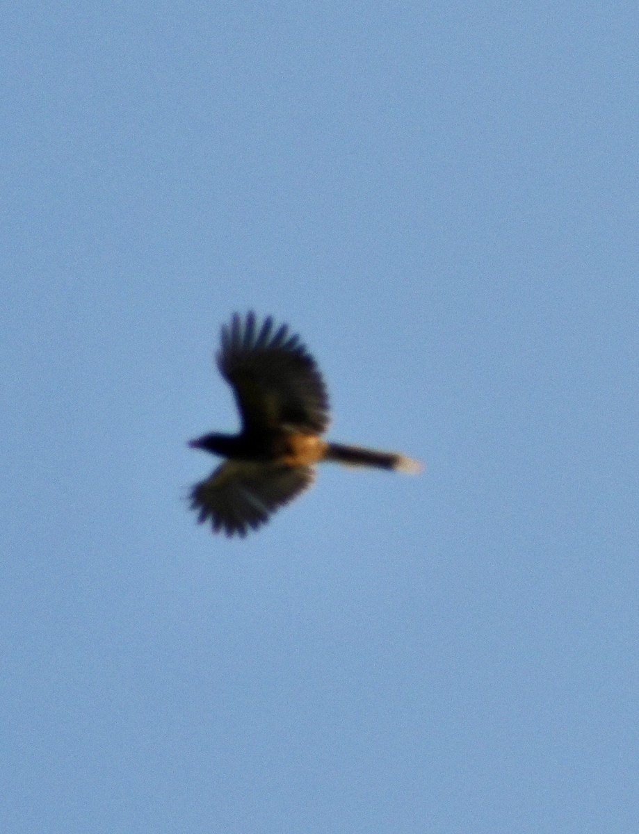 White-winged Magpie - ML632650808