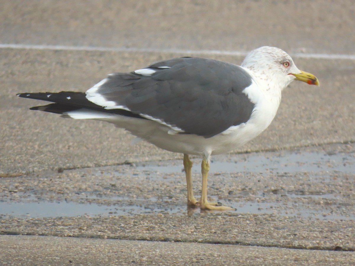 Lesser Black-backed Gull - ML632650817