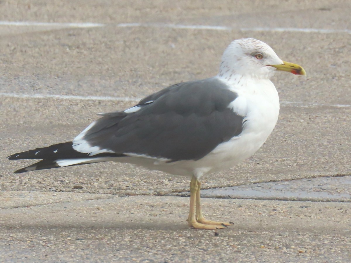 Lesser Black-backed Gull - ML632650819