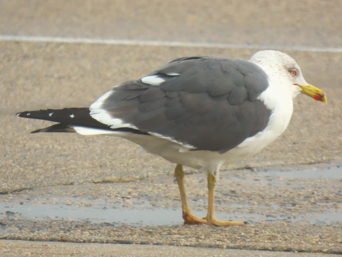 Lesser Black-backed Gull - ML632650820