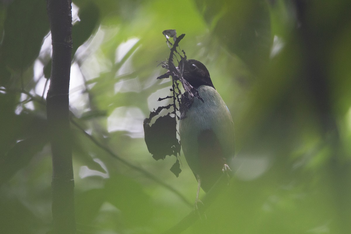 Western Hooded Pitta (Philippine) - ML632650932