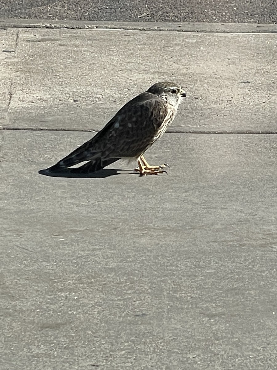 Merlin - ML632651012