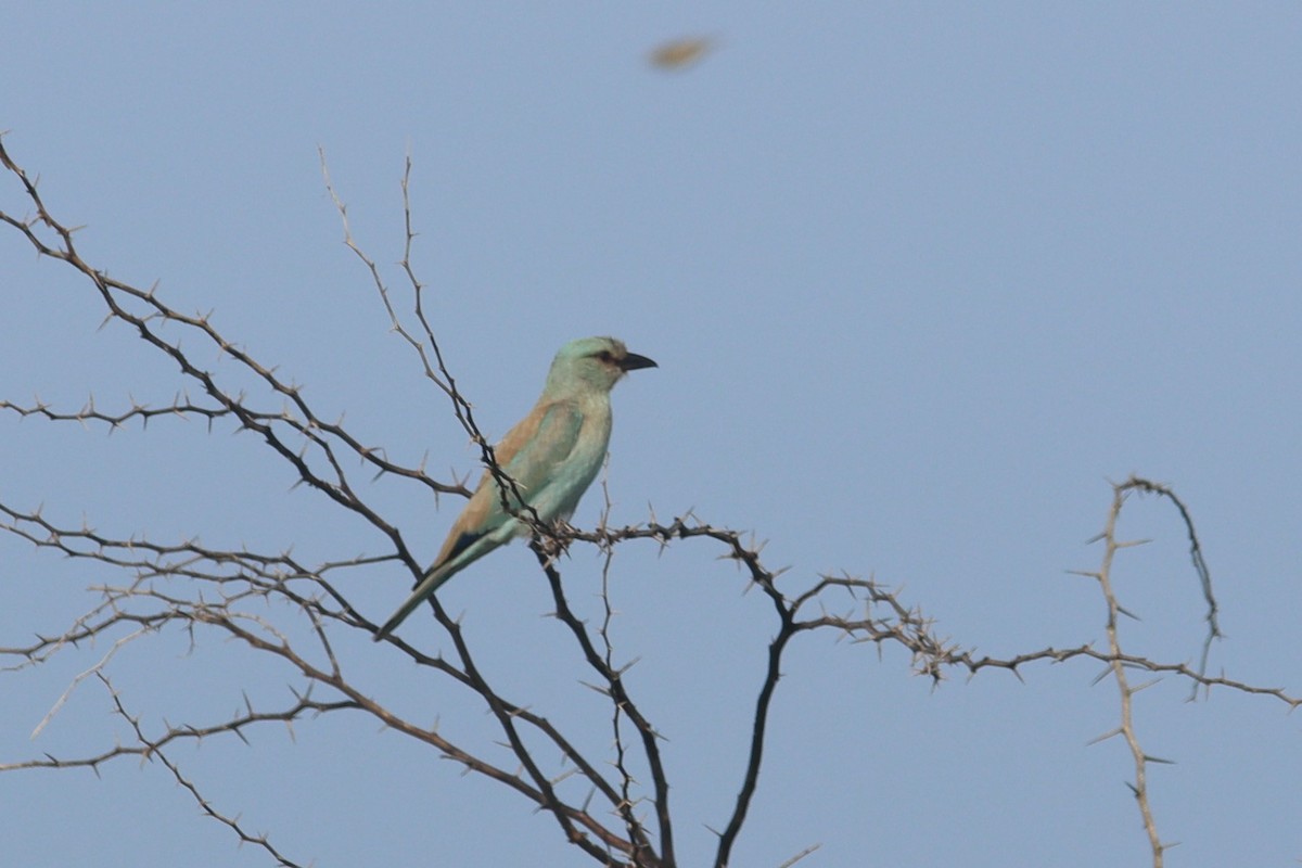 European Roller - ML632651128