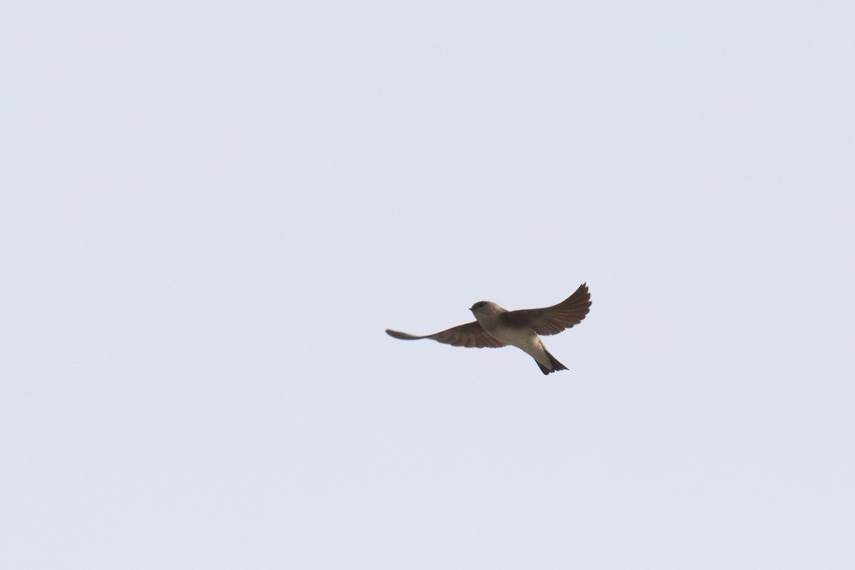 Gray-throated Martin - ML632651139