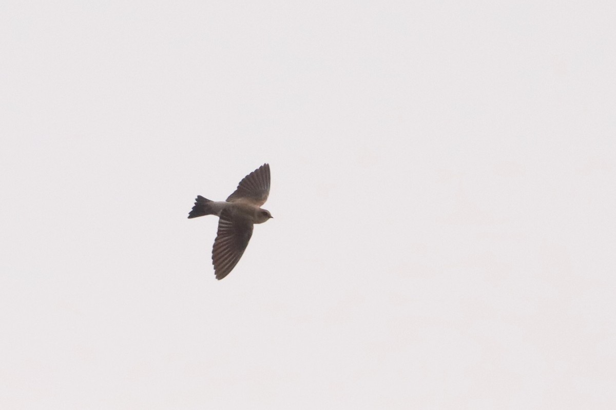 Gray-throated Martin - ML632651140