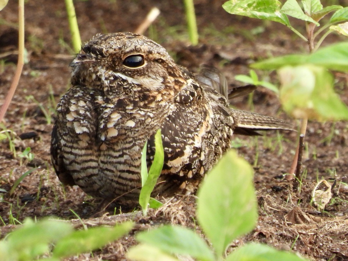 Square-tailed Nightjar - ML632651373
