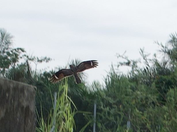 Square-tailed Nightjar - ML632651375