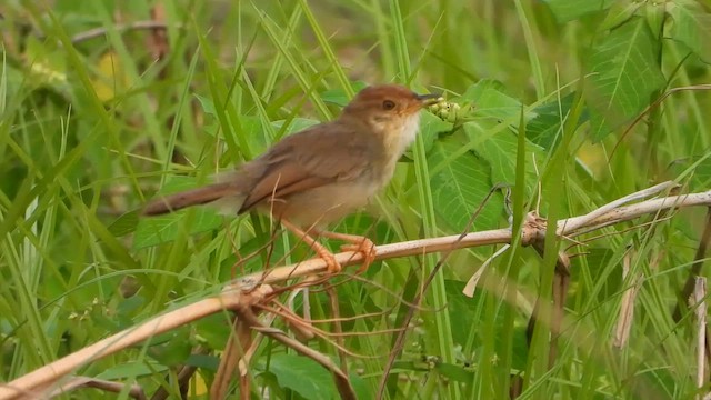 Chattering Cisticola - ML632651397